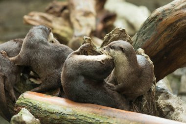 Su samurları kütükte birlikte oynuyorlar.