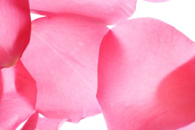 Açık arkaplanda güzel pembe gül yaprakları                