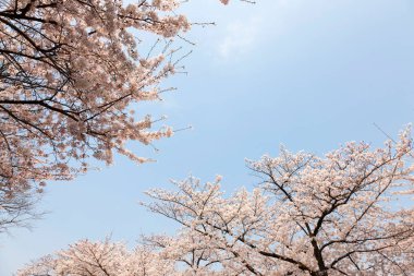 Japon sakura çiçeği pozu, bahar resmi.