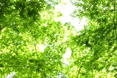 yeşil taze yapraklar doğa arka planı      