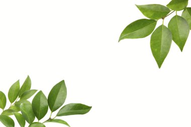 Yeşil yapraklı doğa arkaplanı. Yaz bitkisi dallarının kapatılması 