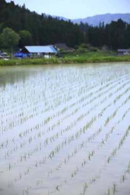 Japonya 'daki pirinç tarlası