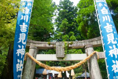 Geleneksel Japon torii kapısı yemyeşil ağaçların arasında duruyor.