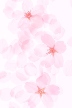 Pembe sakura çiçeği beyaz arka planda izole edilmiş..