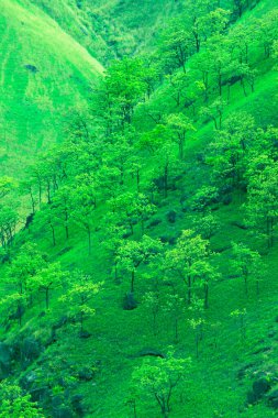 Dağlardaki yeşil çimenler ve ağaçlar. Sagirdai 'den görülen otlaklar