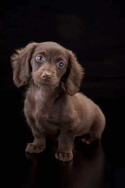 黑色演播室里可爱的小猎犬 — 图库照片