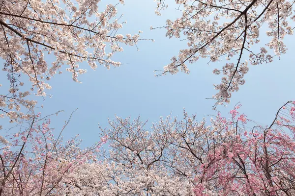 Japanese Sakura Blossom Shot Spring Image — Stock Photo, Image