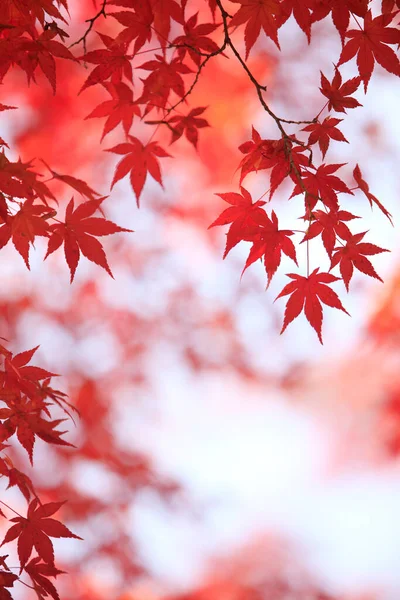 Прекрасне Осіннє Листя Осінній Сезон Флора — стокове фото