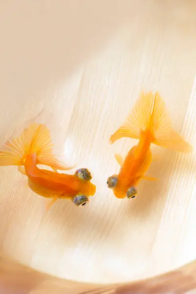 Dois Peixes Dourados Água — Fotografia de Stock