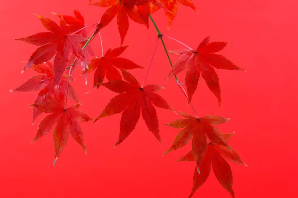 Blätter Des Roten Ahornbaums Vor Rotem Hintergrund Stockbild