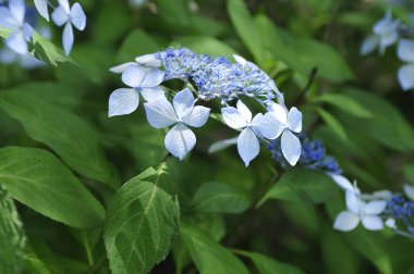 Güzel çiçekler, yakın görüş, doğa konsepti.
