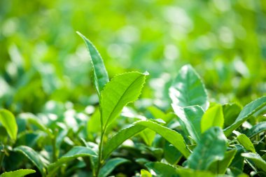 Güneşin arka planında çay yaprakları