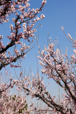Güzel kiraz çiçekleri. Çiçek açan kiraz ağacı. Çiçek arka planı