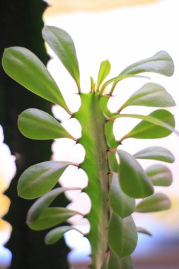 Bulanık arkaplanda yeşil yapraklı yeşil ev bitkisinin yakın çekimi 