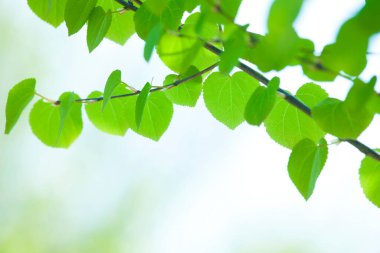 doğa arka planında yeşil yapraklar