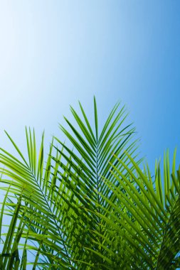 palmiye ağacı yaprakları mavi arka plan üzerinde
