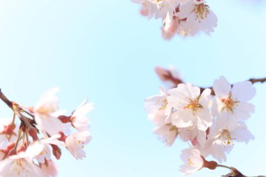 İnanılmaz çiçekler, yakın görüş, bitki konsepti.