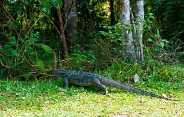 kertenkele yeşil çimenlerin üzerinde