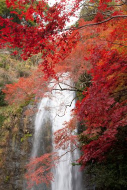 Güzel bir şelale orman manzarası