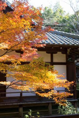 Parkta sonbahar yaprakları