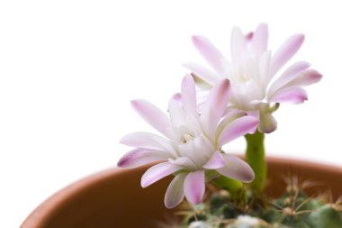 Beyaz arkaplanda izole edilmiş kaktüs çiçeği