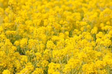 Güzel çiçekli sarı kolza tohumu tarlası 