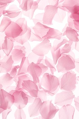 Beyaz arka planda güzel pembe çiçek yaprakları.             