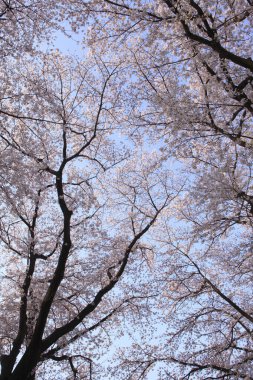 Japonya 'da gündüz vakti kiraz ağaçları çiçek açar.