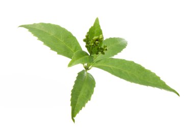 Yeşil yapraklı doğa arkaplanı. Yaz bitkisi dallarının kapatılması 