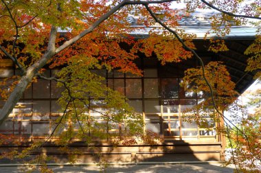 Japonya parkında sonbahar çiçek açtı.