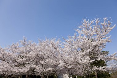 İlkbaharda parkta mavi gökyüzüne karşı güzel ağaçlar açar. 