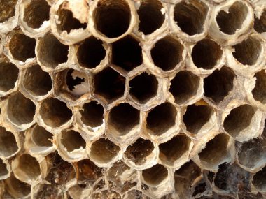 Bal peteği yapısının yakın görüntüsü