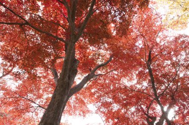 Ağaçlar ve yapraklarla dolu güzel bir sonbahar ormanı