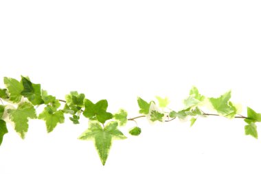 Yeşil yapraklı doğa arkaplanı. Yaz bitkisi dallarının kapatılması 