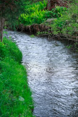 Ağaçların güzel manzarası ve parktaki küçük nehir.                        
