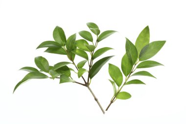 Yeşil yapraklara yakın çekim. Yaz bitkisinin dalları. 