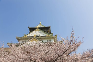 Güzel kiraz çiçekleri. Çiçek açan kiraz ağacı. Çiçek arka planı