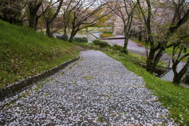 Sokakta kiraz ağaçları çiçek açıyor. 