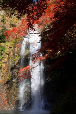 Osaka, Japonya 'daki Minoh Park' taki güzel şelalenin manzaralı görüntüleri.