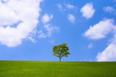 Kırsalda mavi gökyüzü olan tek güzel yeşil ağaç.