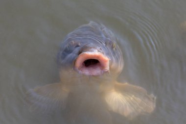 Bulanık suda yüzen balıklar