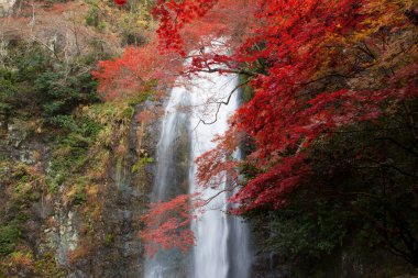 Osaka, Japonya 'daki Minoh Park' taki güzel şelalenin manzaralı görüntüleri.