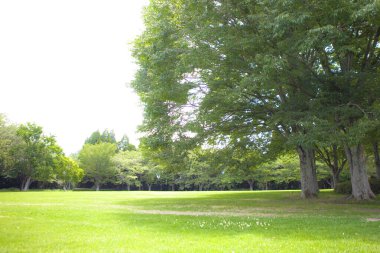 Farklı ağaç türlerine sahip kentsel yeşil park