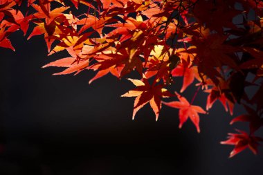 Sonbahar yaprakları, sonbahar bitkileri