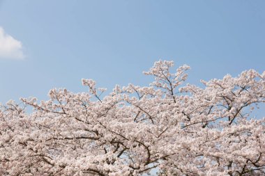 İlkbaharda parkta mavi gökyüzüne karşı güzel ağaçlar açar. 
