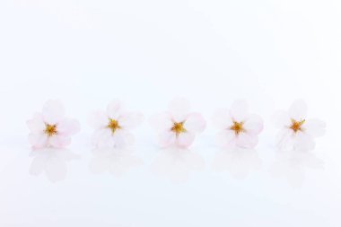 Beyaz arka planda güzel açık pembe çiçekler