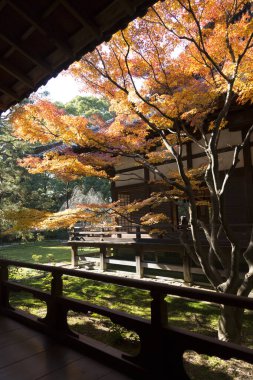 Kyoto 'da güzel sonbahar yaprakları, Japonya.