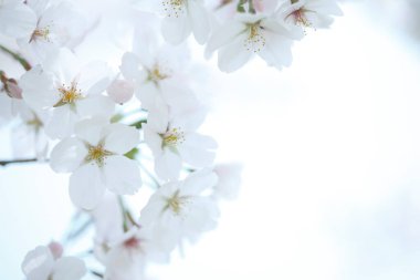 kiraz çiçekleri yakın görünüm