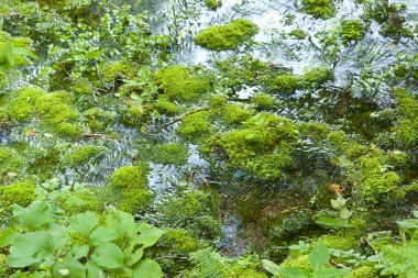 Nehirde yosun ve yosun  