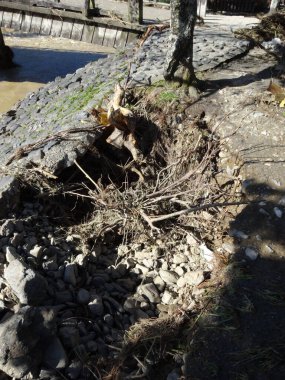 Çökmüş nehir kıyısı taşları açığa çıkarıyor. Sel sonrası toprak kökleri zarar görmüş.